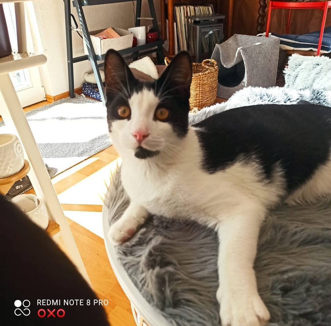 Wir suchen ein Zuhause für einen jungen Kater