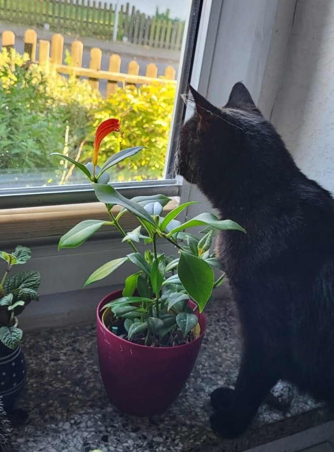 Gini im Glück – Zuhause gefunden