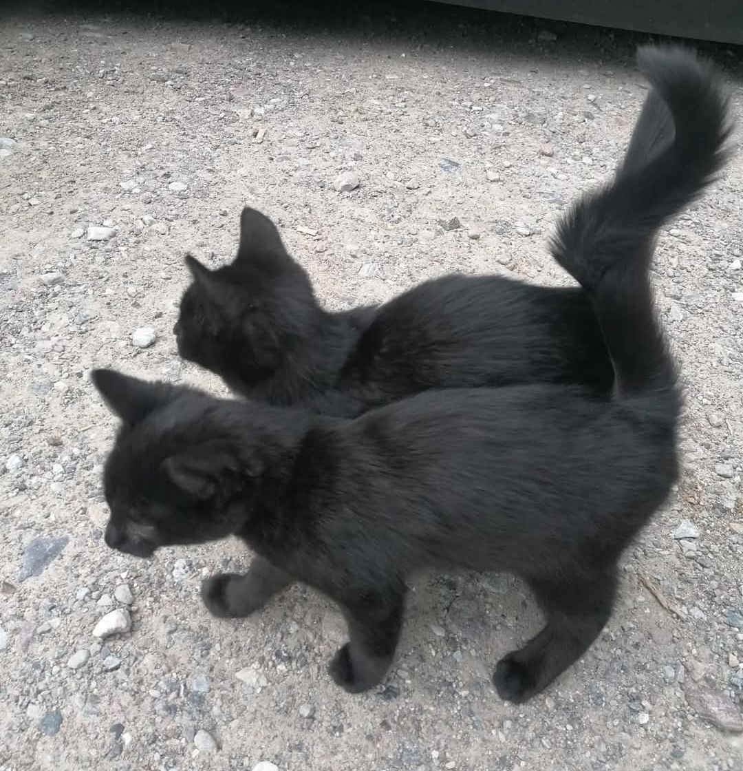 Am Waldparkplatz „entsorgt“