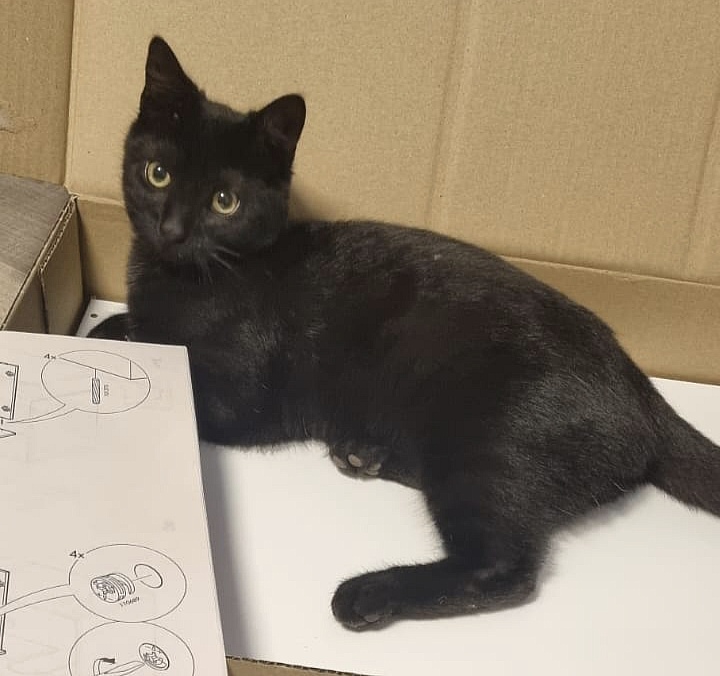 Schwarzer Kater vermisst