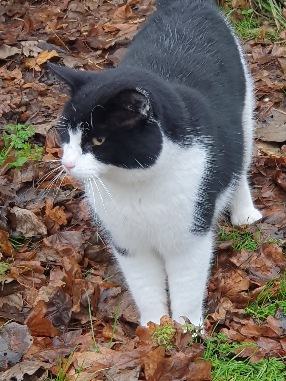 Wer vermisst diesen Kater?